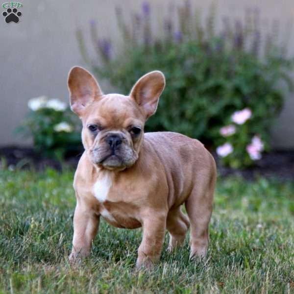 Wendy, French Bulldog Puppy