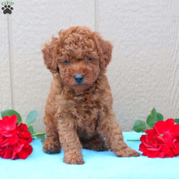 Wesley, Toy Poodle Puppy