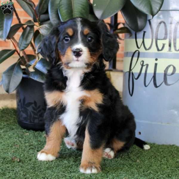 Wesley, Miniature Bernese Mountain Dog Puppy