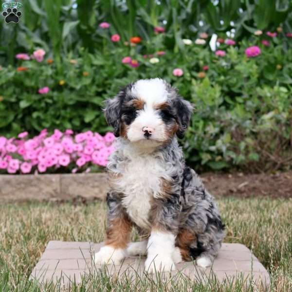 Wesley, Mini Bernedoodle Puppy