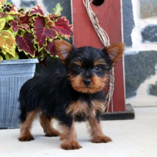 Wesley, Yorkie Puppy