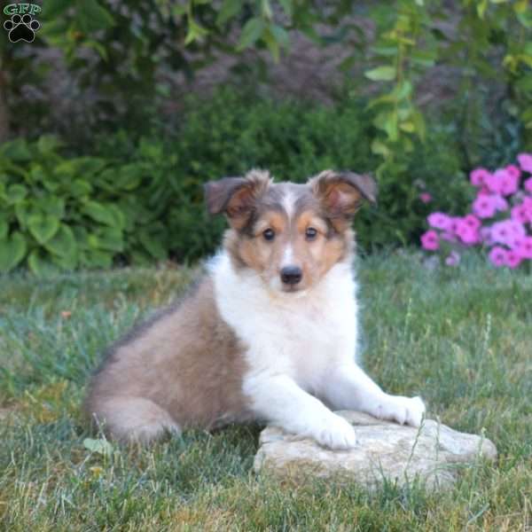 Whiskey, Sheltie Puppy