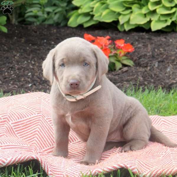 Whisper, Silver Labrador Retriever Puppy