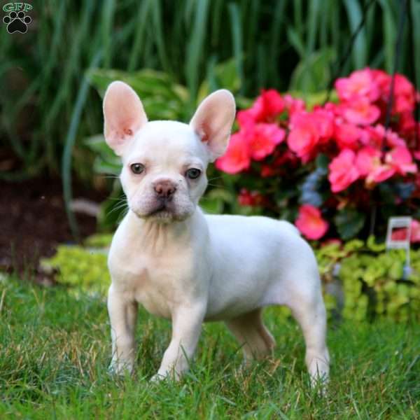 White Pearl, French Bulldog Puppy