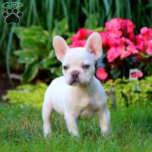 White Pearl, French Bulldog Puppy