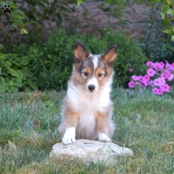 Wilder, Sheltie Puppy