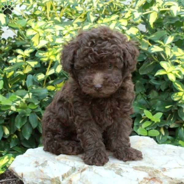 Wilder, Miniature Poodle Puppy