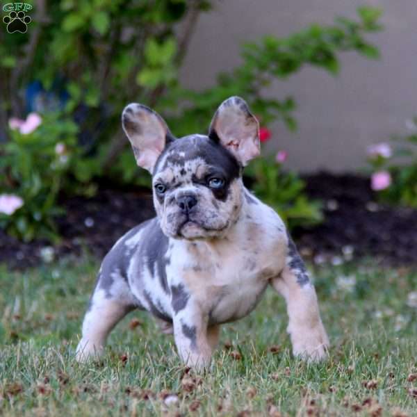 Will, French Bulldog Puppy