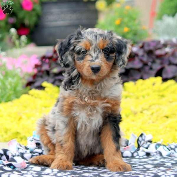 Willow, Mini Aussiedoodle Puppy