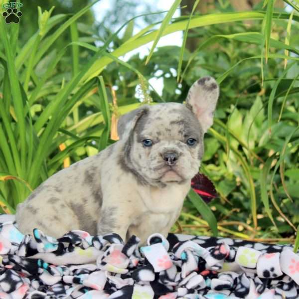 Willow, French Bulldog Puppy