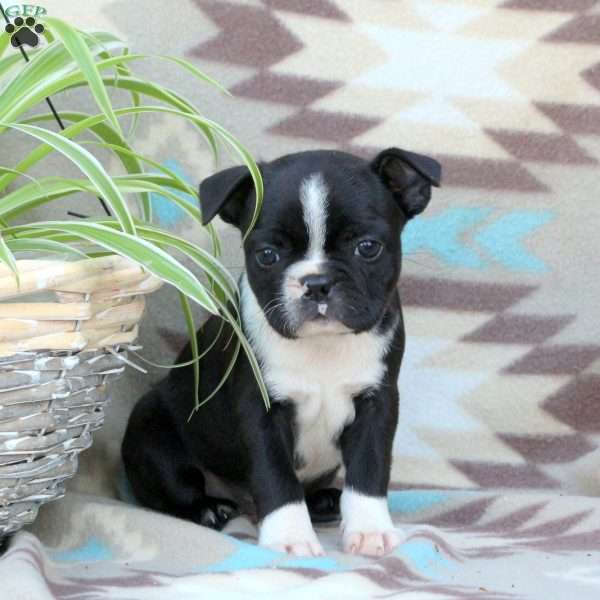 Willow, Boston Terrier Puppy