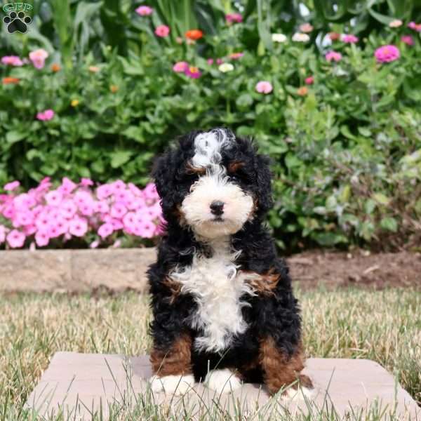 Willow, Mini Bernedoodle Puppy