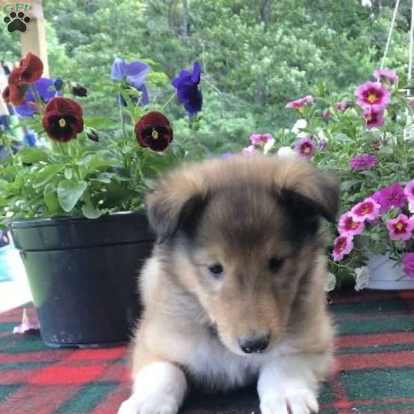 Willow, Collie Puppy