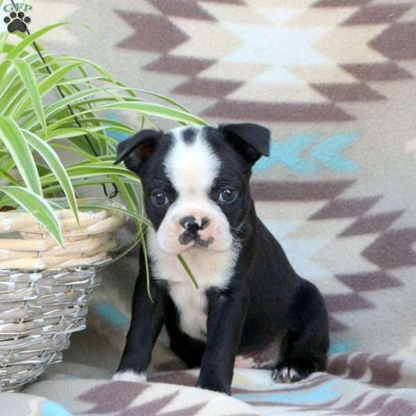 Willy, Boston Terrier Puppy