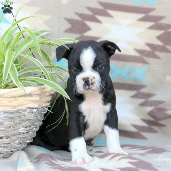 Windsor, Boston Terrier Puppy