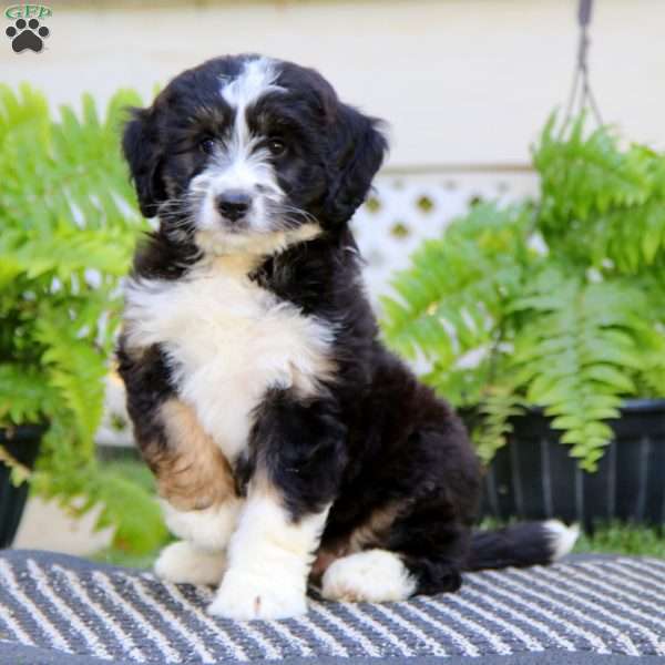 Winner, Bernedoodle Puppy