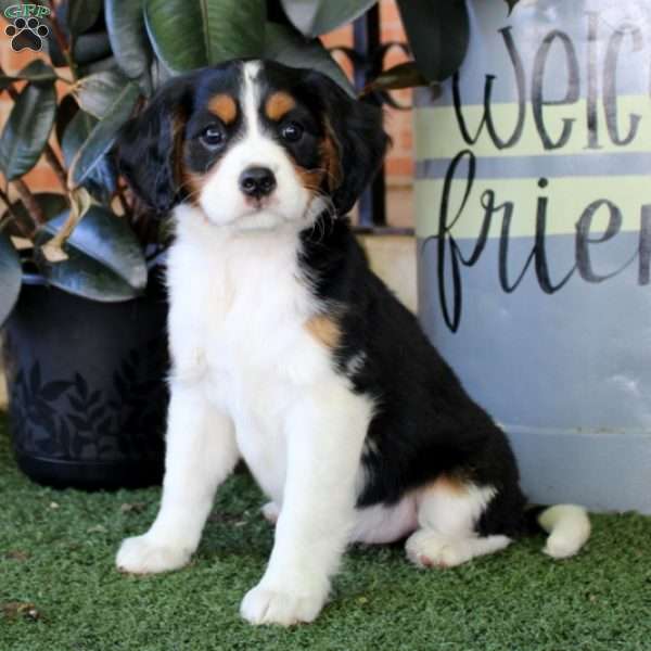 Winnie, Miniature Bernese Mountain Dog Puppy