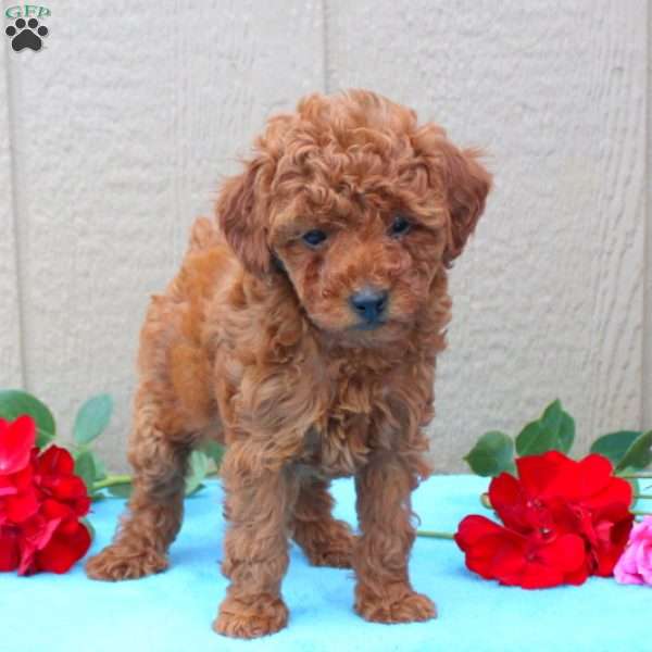 Winnie, Toy Poodle Puppy