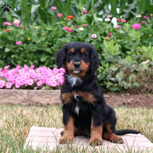 Winnie, Mini Bernedoodle Puppy