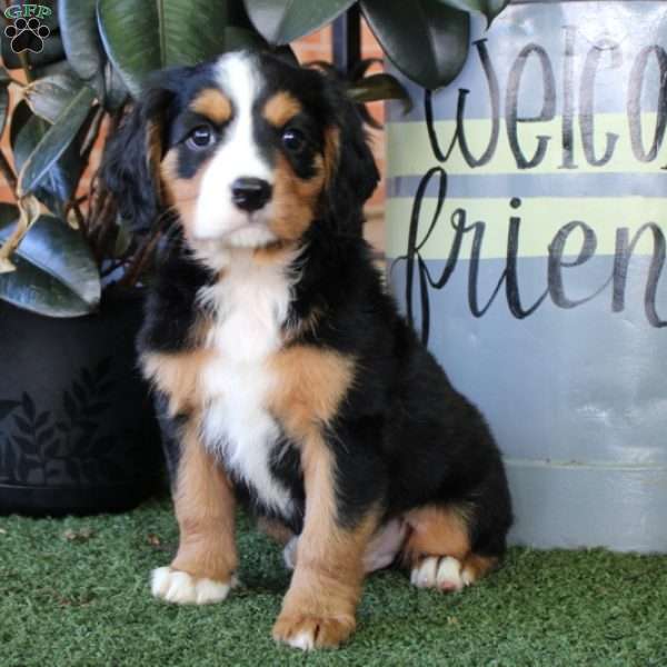 Winston, Miniature Bernese Mountain Dog Puppy