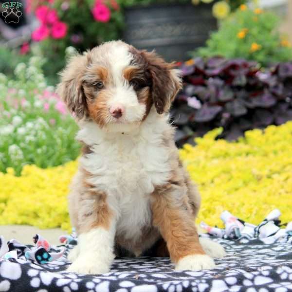 Winston, Mini Aussiedoodle Puppy