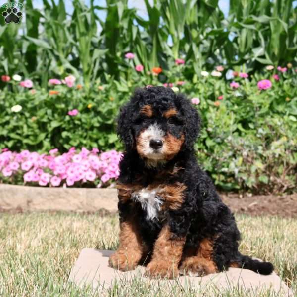 Wyatt, Mini Bernedoodle Puppy