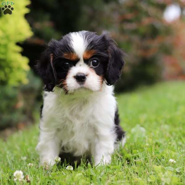 Zach, Cavalier King Charles Spaniel Puppy