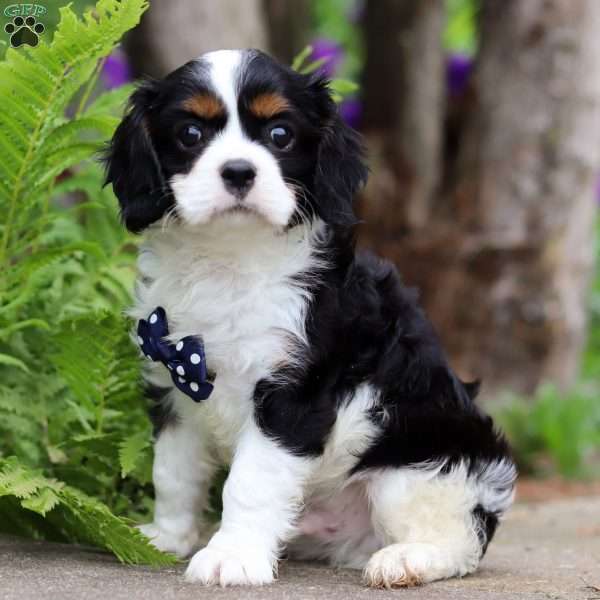 Zane, Cavalier King Charles Spaniel Puppy