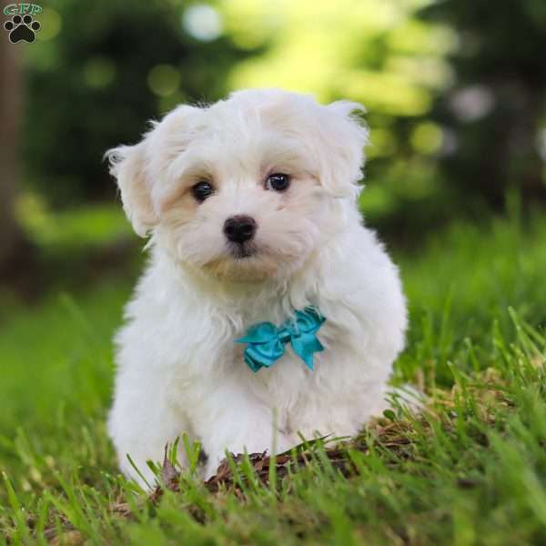 Zane, Maltipoo Puppy