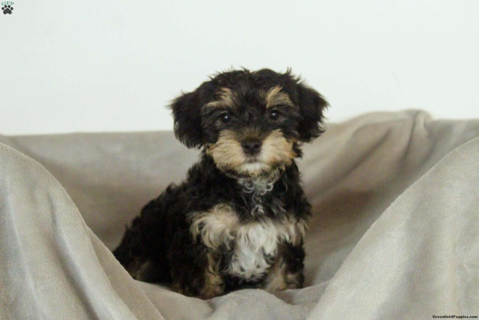 Zeke Puppy Sshlumpie