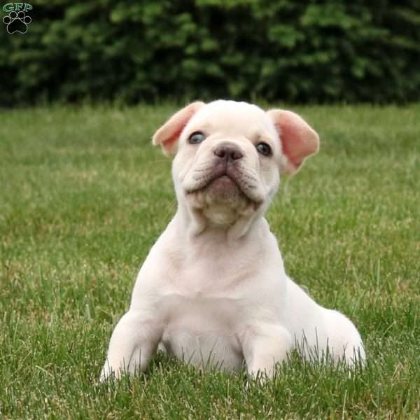 Zeus, French Bulldog Puppy