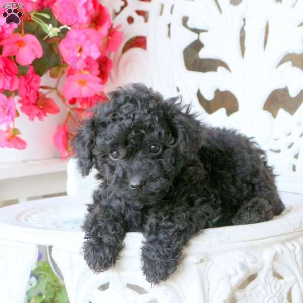 Zia, Miniature Poodle Puppy