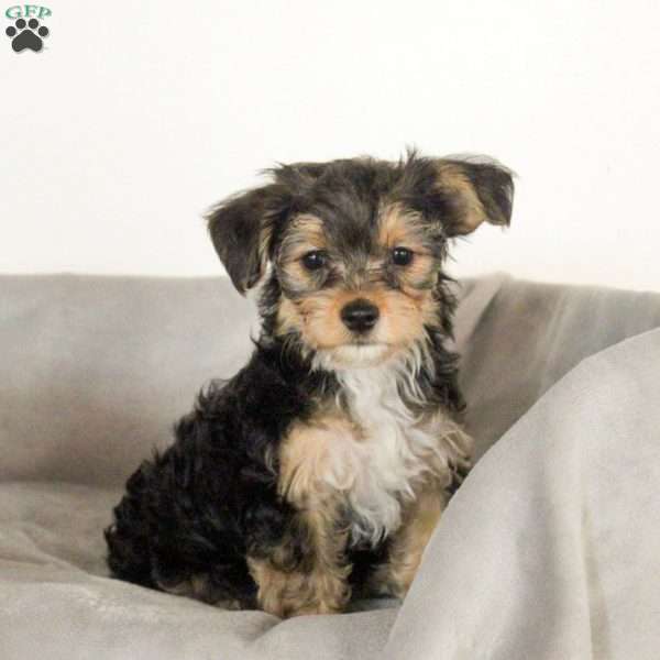 Zina, Havashire Puppy