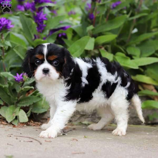 Zoe, Cavalier King Charles Spaniel Puppy