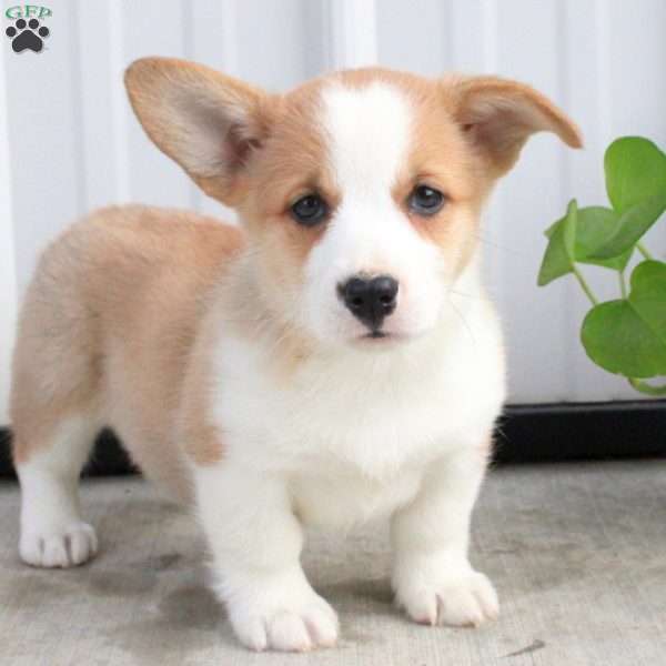 Zoe, Pembroke Welsh Corgi Puppy