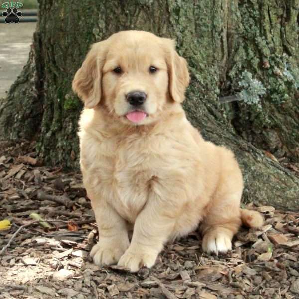 Zoey, Golden Retriever Puppy