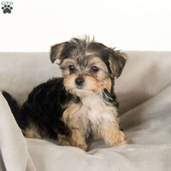 Zoey, Havashire Puppy