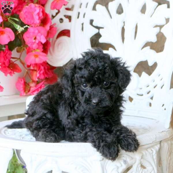 Zyla, Miniature Poodle Puppy