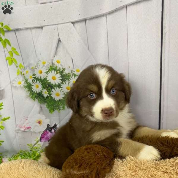 River, Miniature Australian Shepherd Puppy