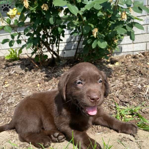 Raven, Chocolate Labrador Retriever Puppy