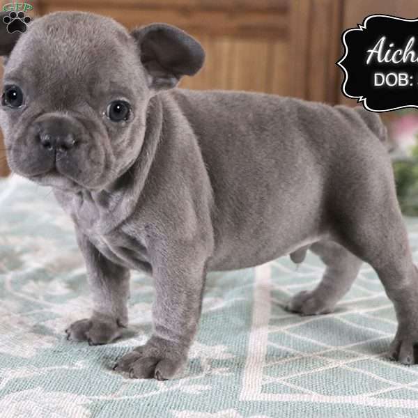 Aichan, French Bulldog Puppy