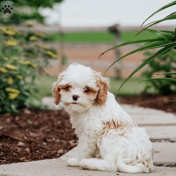 Bella, Cavapoo Puppy