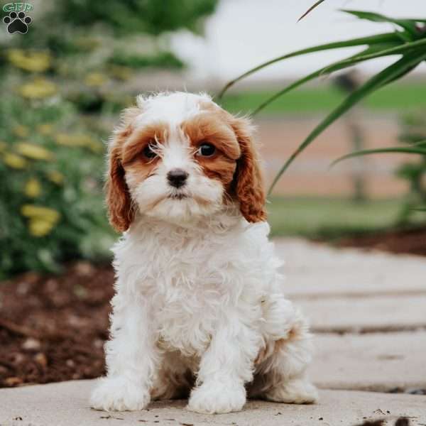 Bubbles, Cavapoo Puppy