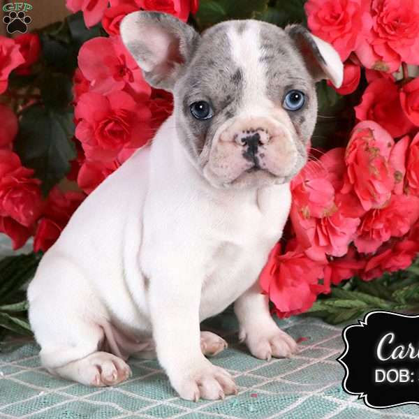 Carlie, French Bulldog Puppy