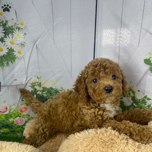 Buster, Cavapoo Puppy