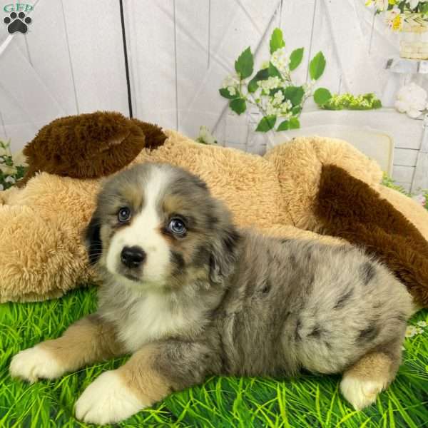 Misty, Miniature Australian Shepherd Puppy