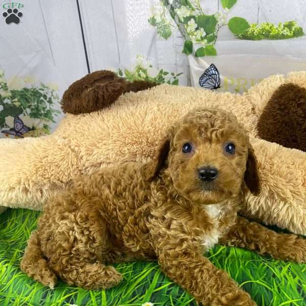 Kobe, Cavapoo Puppy