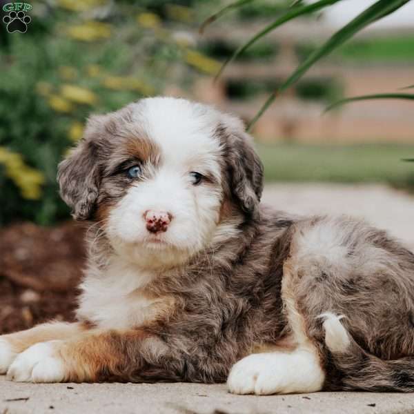 Daisy, Mini Bernedoodle Puppy