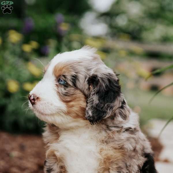 Daphme, Mini Bernedoodle Puppy