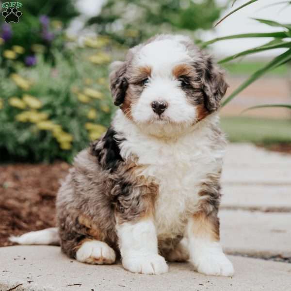 Dash, Mini Bernedoodle Puppy